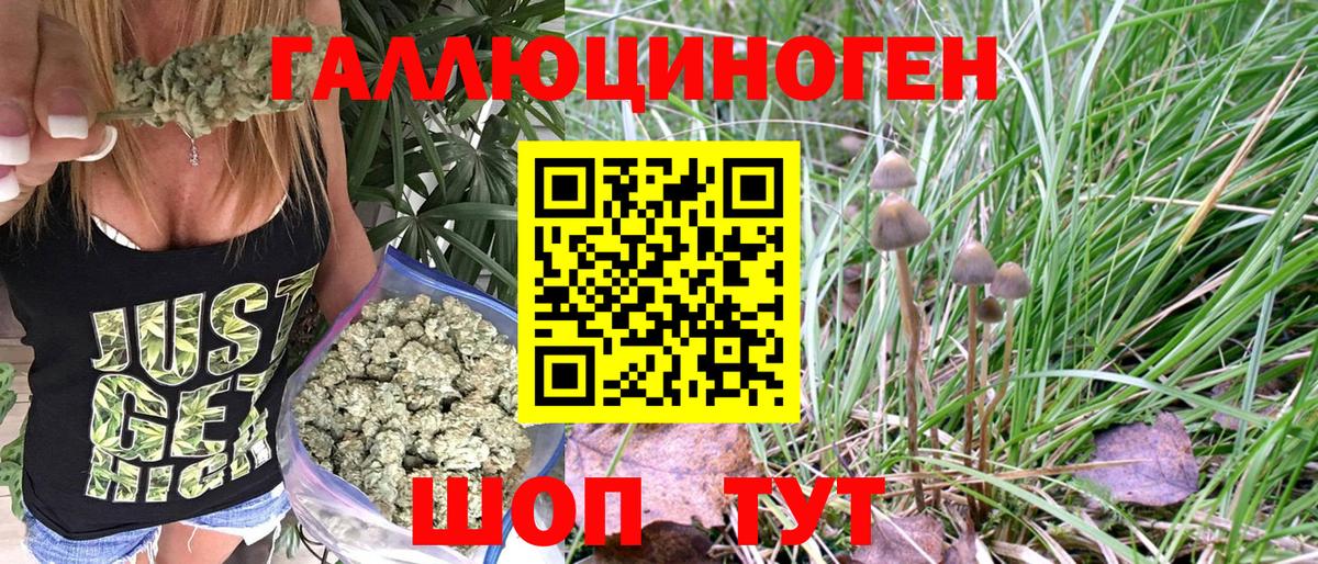 Псилоцибиновые грибы Psilocybe Калуга